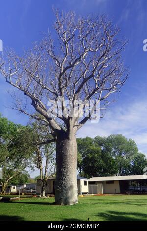 Bell'albero di bob maturo (Adansonia gregorii) con semi in caravan Park a Timber Creek, Northern Territory, Australia Foto Stock