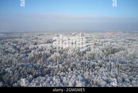 Foto aerea della foresta di betulla vicino a Novosibirsk Akademgorodok nella stagione invernale. Fuco di alberi ricoperti di gelo e neve. Naturale inverno bac Foto Stock