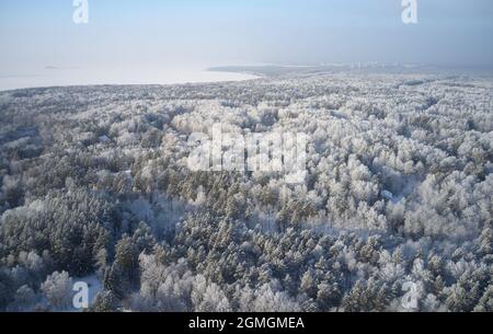 Foto aerea della foresta di betulla vicino a Novosibirsk Akademgorodok nella stagione invernale. Riserva di ostetricia River sullo sfondo. Novosibirsk, Siberia, Russia Foto Stock