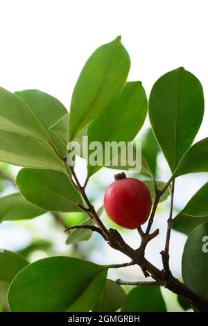 guava singola piccola o guava ciliegia su un ramo di albero isolato su bianco Foto Stock