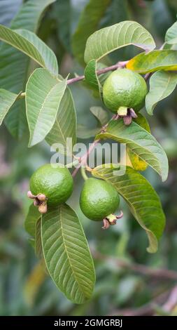 frutta di guava sul ramo dell'albero, comune frutta tropicale closeup vista nel giardino, sfondo naturale Foto Stock