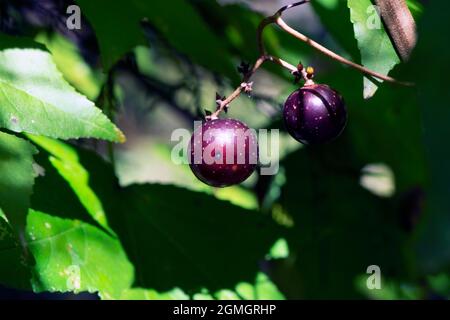 Uve muscadine Vitis rotundifolia, colore viola, mature Foto Stock