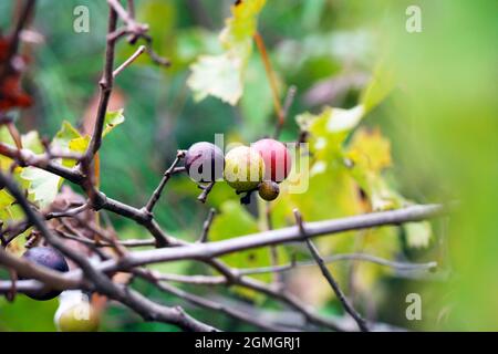 Uve Vitis rotundifolia muscadine maturate e maturate Foto Stock