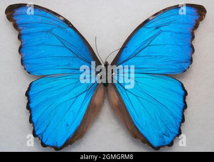 Menelaus blu morfo - Morpho menelaus - macro farfalla Foto Stock