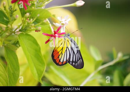 Jezebel farfalla dipinta che sorseggia nettare da un fiore Foto Stock