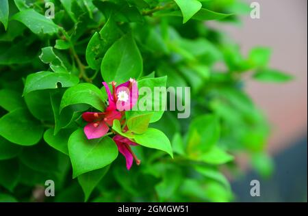 Bellissimo il magenta bouganvillea (fiori di carta) in colorate colore (Bougainvillea glabra Choisy). Foto Stock