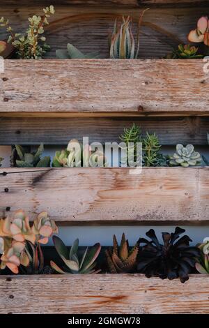 Piantatrici verticali in legno con succulenti su parete bianca con panca da cortile e cuscini Foto Stock