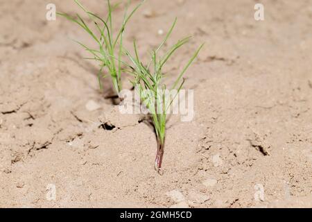 Primo piano di piccola pianta di germinati di cumino ibrido fresco da seme e cresce e pianta di gelera Foto Stock