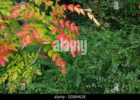 Mahonia japonica in autunno inverno con fogliame rossore e spazio copia Foto Stock