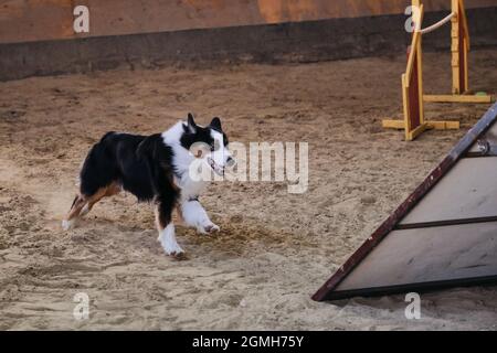Nero tricolore Australian Shepherd Aussie corre rapidamente con faccia pazza e si prepara a seguire i comandi del proprietario. Gare di agilità, sport con cane t Foto Stock