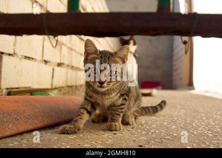 un gatto dolce che cerca di fuggire Foto Stock