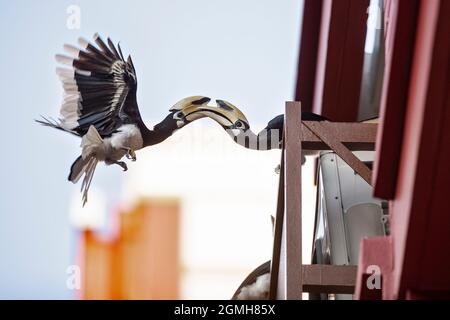 Due maschi Oriental Pied Hornbils Jostle per posizione su una sporgenza finestra in una proprietà immobiliare pubblica, Singapore Foto Stock