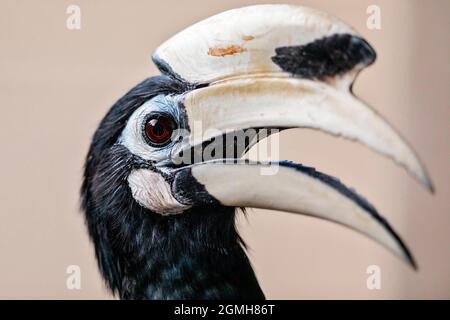 Primo piano di un maschio Oriental Pied Hornbill, Singapore Foto Stock