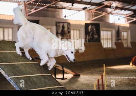 Gare di agilità, sport con cane per migliorare il contatto tra animale domestico e persona. Golden Retriever di colore chiaro scende da scivolo di legno. Foto Stock