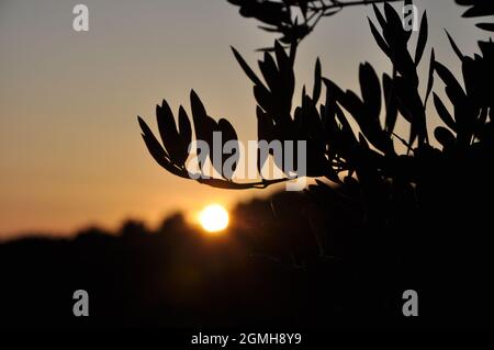Rami di ulivo sfocati al tramonto. Sfondo delle vacanze estive. Foto Stock