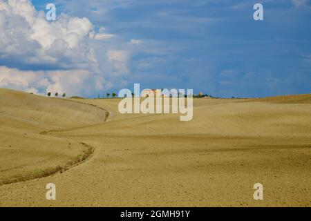 casa di albero sul campo di grano arato Foto Stock
