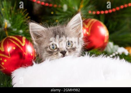 Carino gattino grigio si prepara per Natale e Capodanno, guarda nella fotocamera sullo sfondo di un albero con palle. Foto Stock