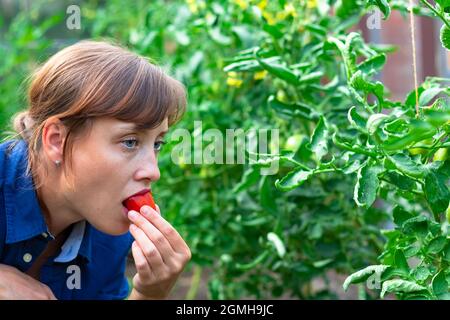 Una donna contadina in una camicia blu assaggia un pomodoro rosso in una serra in una calda giornata estiva. Messa a fuoco selettiva. Primo piano Foto Stock