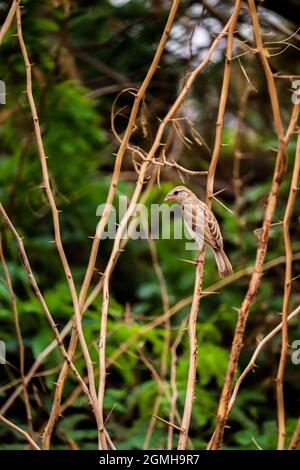 Sparrow alla ricerca di cibo per i loro bambini Foto Stock