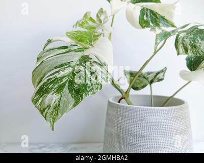 Monstera albo borsigiana o monstera variegata. Primo piano di una foglia molto variegata da pianta piena in una piantatrice su sfondo bianco. Raro e. Foto Stock