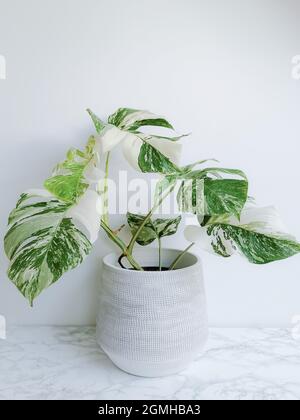 Monstera albo borsigiana o monstera variegata, pianta piena in piantatrice su sfondo bianco. Pianta rara e costosa. Foto Stock