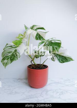 Monstera albo borsigiana o monstera variegata, pianta piena in piantatrice su sfondo bianco. Pianta rara e costosa. Foto Stock