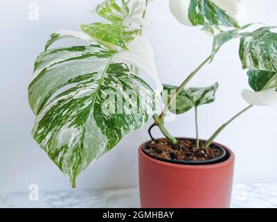 Monstera albo borsigiana o monstera variegata. Primo piano foglia di pianta piena in una piantatrice su sfondo bianco. Pianta rara e costosa. Foto Stock