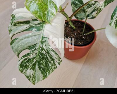 Monstera albo borsigiana o monstera variegata. Primo piano foglia di pianta piena in una piantatrice su un pavimento di legno. Pianta rara e costosa. Foto Stock