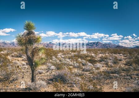 Joshua Tree with mountainds and Clouds in the background, California, Stati Uniti (USA) Foto Stock