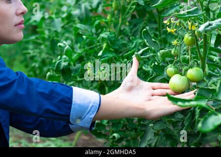 Le mani femminili dell'agricoltore raccolgono il pomodoro in una serra in una calda giornata estiva. Messa a fuoco selettiva. Primo piano Foto Stock