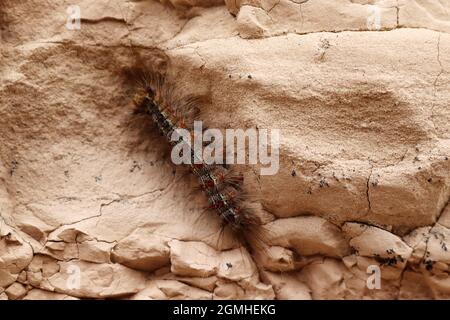 carino bruco sulla roccia Foto Stock