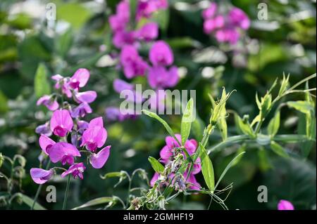 Piselli dolci, famiglia Lathyrus odoratus Fabaceae, Sidcup, Kent. REGNO UNITO Foto Stock