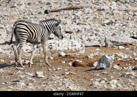 Giovani pianure zebra (Equus quagga) a piedi in paesaggio roccioso presso il parco nazionale Etosha, Namibia. Foto Stock