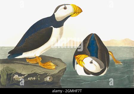 John James Audubon - Puffin grande fatturato Foto Stock