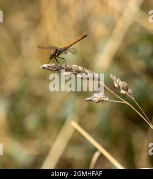 Una libellula irrequieta e diffusa che si trova nella maggior parte delle aree del Regno Unito. I maschi riposano su o vicino alla terra e sono spesso visti più avanti nell'anno Foto Stock