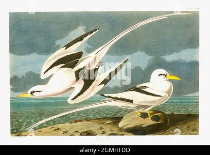 John James Audubon - uccello tropicale - Phaeton aethereus Foto Stock