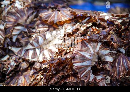 Essiccazione del pesce nella provincia di Ba Ria Vung Tau, Vietnam meridionale Foto Stock