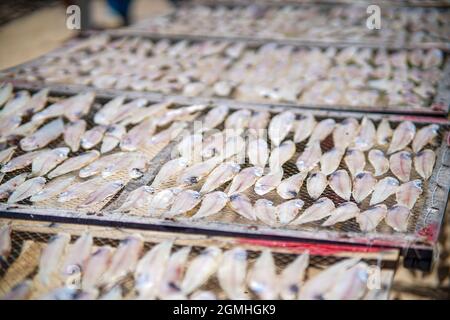 Essiccazione del pesce nella provincia di Ba Ria Vung Tau, Vietnam meridionale Foto Stock