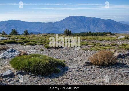 Paesaggio di alta montagna in Sierra Nevada di praterie, montagne e un gruppo di pini Foto Stock