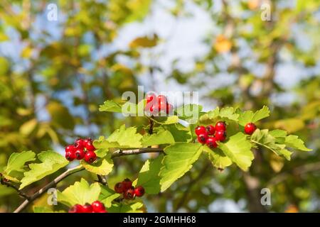 Un ramo di un biancospino con bacche rosse mature, su un morbido sfondo di fogliame Foto Stock