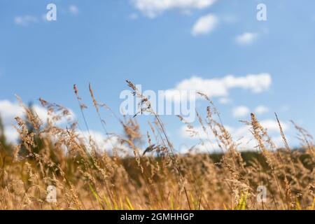 Erba d'autunno gialla contro un cielo limpido e poco nuvoloso. Paesaggio autunnale. Foto Stock