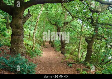 Goditi le viste panoramiche mozzafiato dalla cima rocciosa di Helsby Hill con le sue antiche difese, prima di attraversare la valle fino ai bastioni tumbled Foto Stock