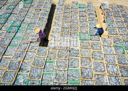 Essiccazione del pesce nella provincia di Ba Ria Vung Tau, Vietnam meridionale Foto Stock