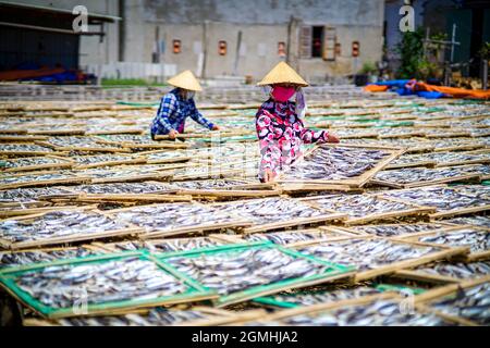 Essiccazione del pesce nella provincia di Ba Ria Vung Tau, Vietnam meridionale Foto Stock