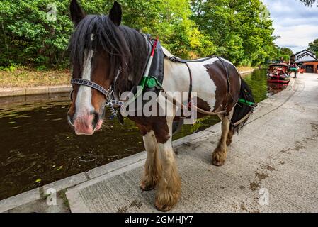 Shire cavallo chiamato Dakota pronto a tirare il narrowboat lungo te Lllangollen canale al Llangollen Wharf. Foto Stock