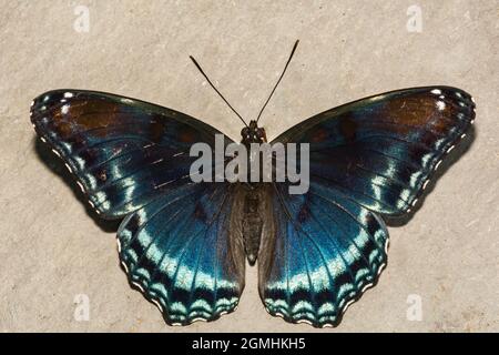 Pezzata di rosso porpora Butterfly (Limenitis arthemis) Foto Stock