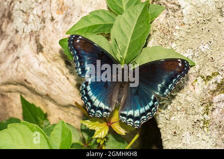 Pezzata di rosso porpora Butterfly (Limenitis arthemis) Foto Stock