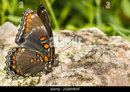 Pezzata di rosso porpora Butterfly (Limenitis arthemis) Foto Stock