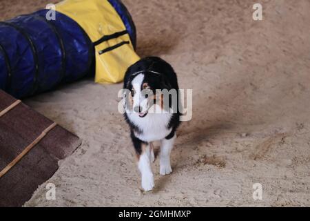 Agilità competizioni sportive con il cane per migliorare il contatto tra l'animale domestico e la persona. Australian Shepherd Aussie nero tricolore corre sulla sabbia in padiglione e. Foto Stock