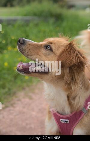 Il cane va per una passeggiata con la padrona sul fiume e gioca nel prato Foto Stock